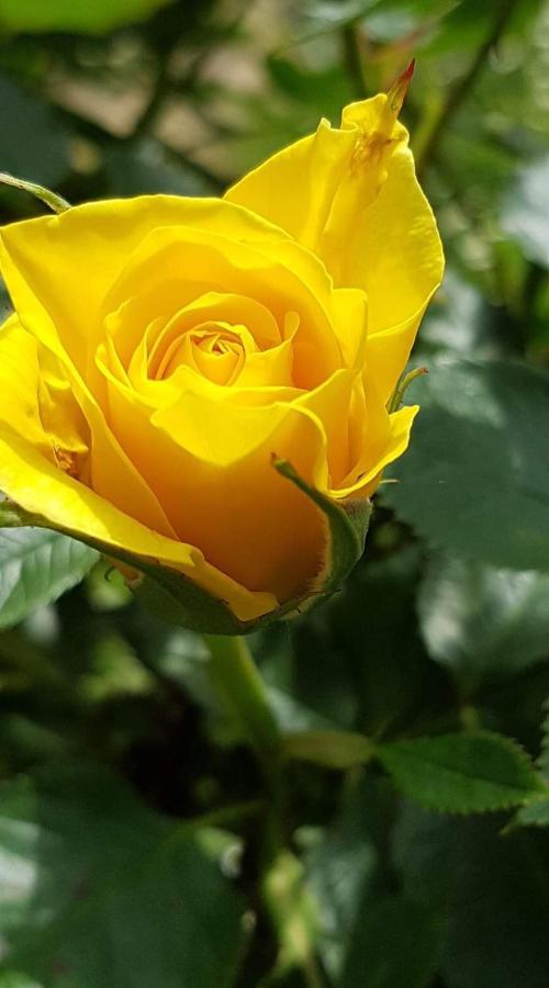 Yellow Rose Rakovica Eksteriør bilde